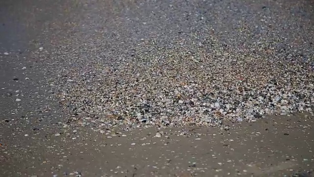 岸边的贝壳。海浪覆盖着沙滩上的贝壳。海浪拍打着贝壳视频素材