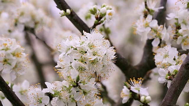 花和工蜂采集花粉视频素材