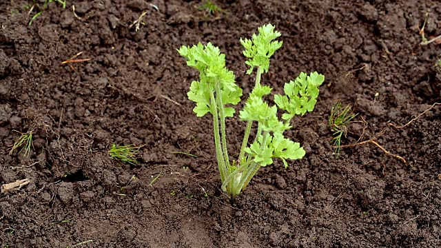 在花园里种植视频下载