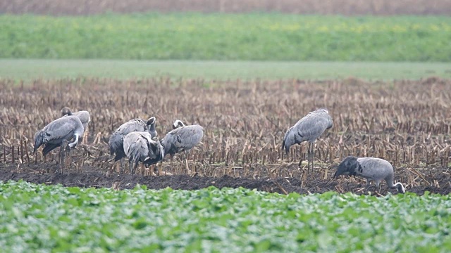 普通鹤或欧亚鹤(Grus Grus)在迁徙期间在玉米地里觅食视频素材