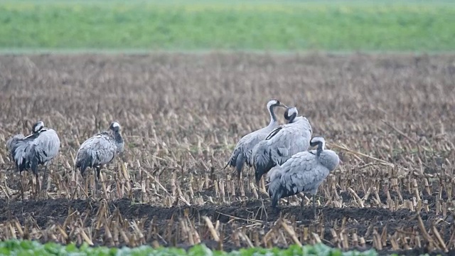 普通鹤或欧亚鹤(Grus Grus)在迁徙期间在玉米地里觅食视频素材