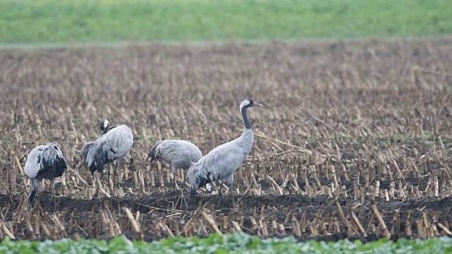 普通鹤或欧亚鹤(Grus Grus)在迁徙期间在玉米地里觅食视频素材