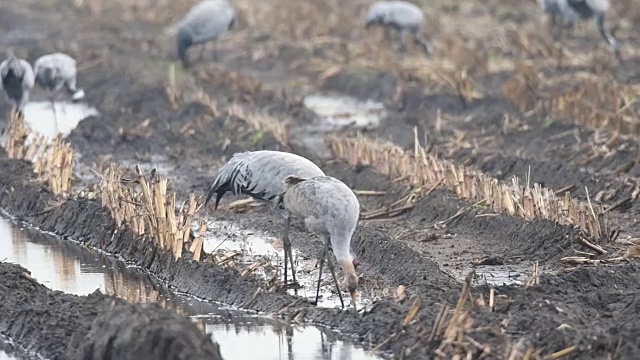 普通鹤或欧亚鹤(Grus Grus)在迁徙期间在玉米地里觅食视频素材