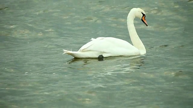 在海水上游泳的天鹅视频素材