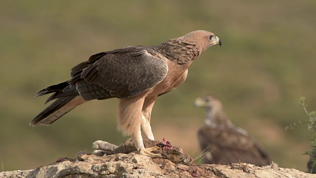 西班牙巴伦西亚，博内利鹰(Aquila fasciata)幼鹰，以欧洲兔(Oryctolagus cuniculus)为食，母鹰在后面观察可能的危险视频素材