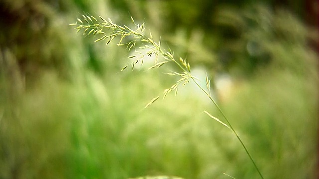 草茎风高清视频素材