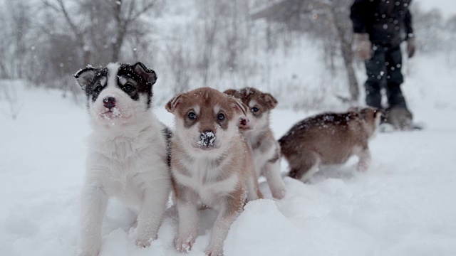 可爱的雪橇狗小狗视频素材