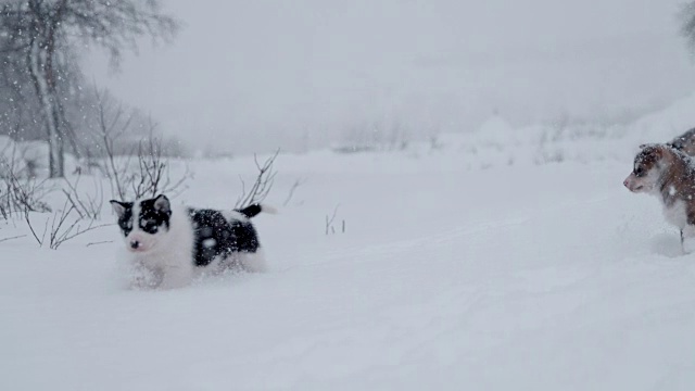 可爱的雪橇狗小狗在雪中跋涉视频素材