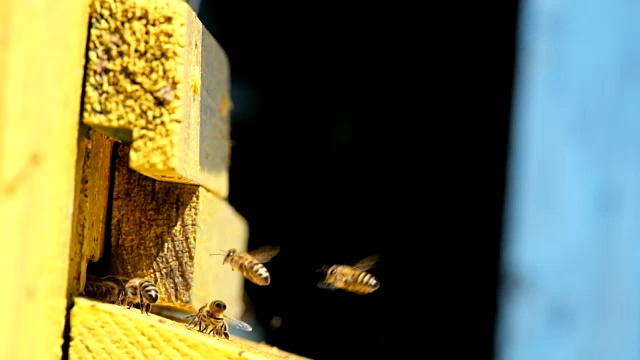 蜜蜂在蜂巢里飞进飞出视频下载