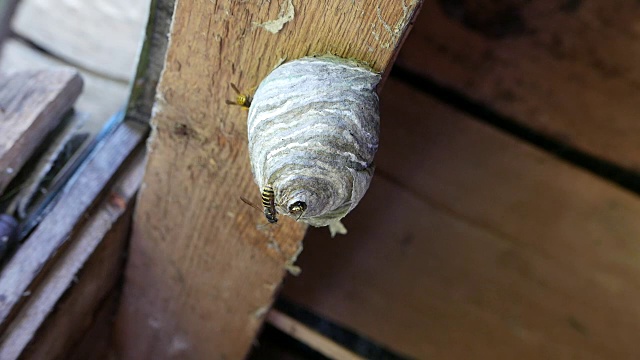 在屋顶下建一个白杨树巢视频下载