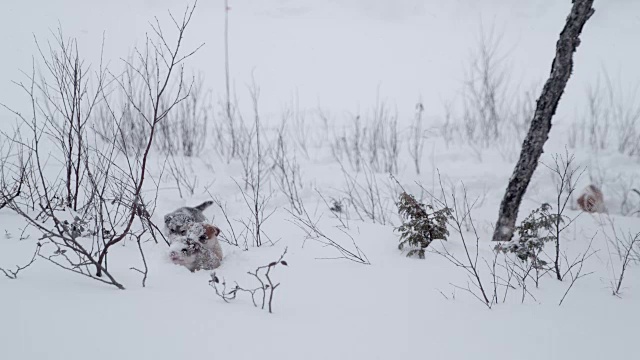 雪橇狗小狗在雪中跋涉视频素材