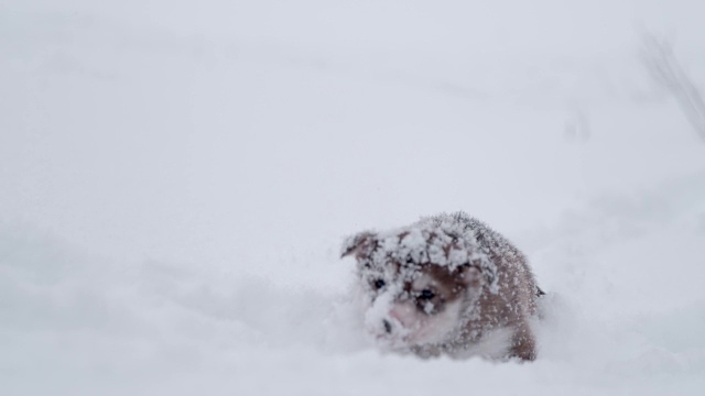 可爱的雪橇狗小狗在雪中跋涉视频素材