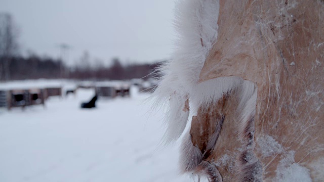 鹿的皮肤在雪中视频素材