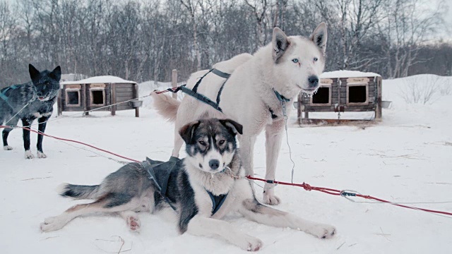 SLO MO雪橇狗在一个著名的挪威小屋视频素材