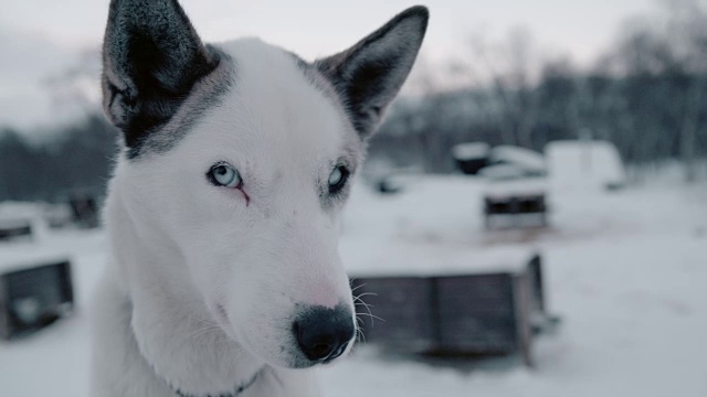 蓝眼睛的SLO MO Husky视频素材