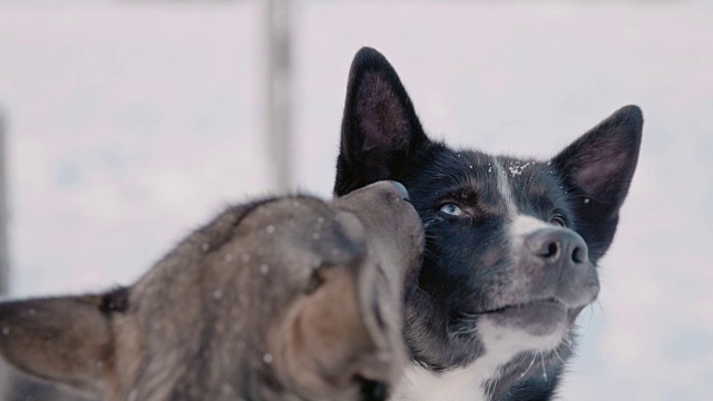 两只雪橇狗视频素材