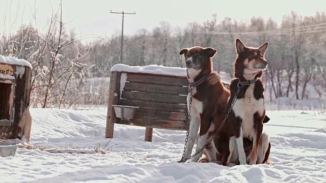 两只雪橇狗视频素材