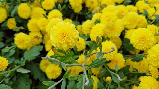 黄色的花是菊花视频素材