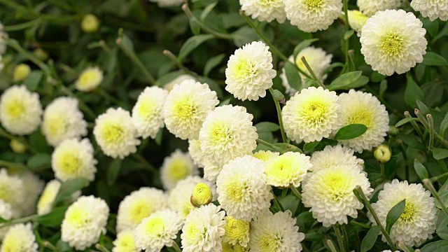 开白花的菊花流视频素材