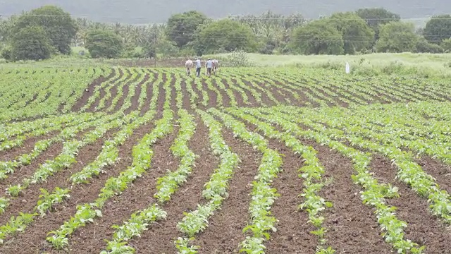 印度农民传统上用牛耕地视频素材