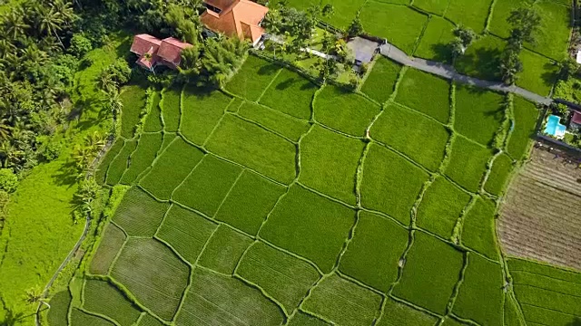 航拍稻田绿草景观背景。农民在雨季种植水稻。视频素材