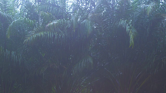 近距离热带暴雨在丛林背景下的绿色森林与一棵棕榈树视频素材