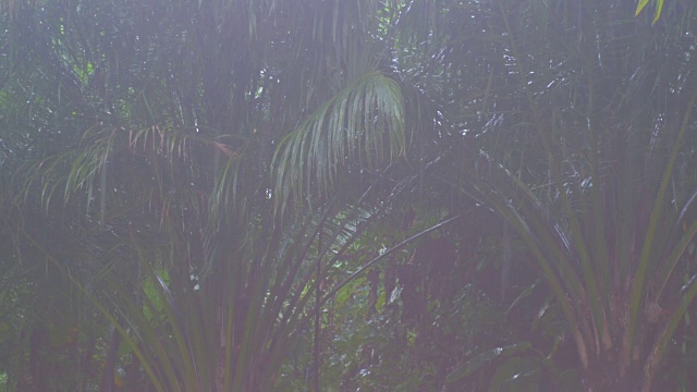 近距离热带暴雨在丛林背景下的绿色森林与一棵棕榈树视频素材