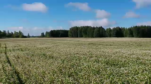 夏季荞麦开花，鸟瞰图视频素材