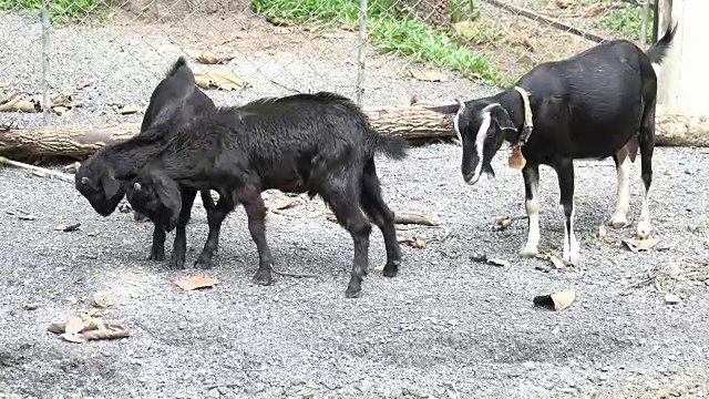 山羊在农场视频素材