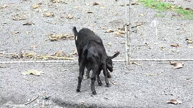 山羊在农场视频素材