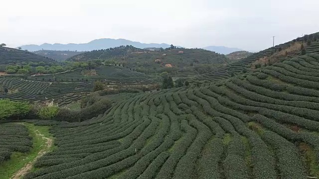 福建茶园航拍视频素材