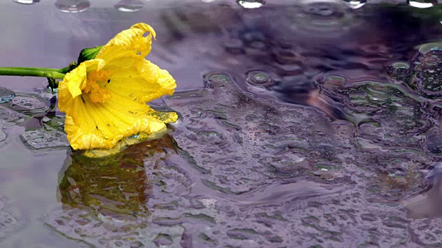 大雨伴着阵风视频素材