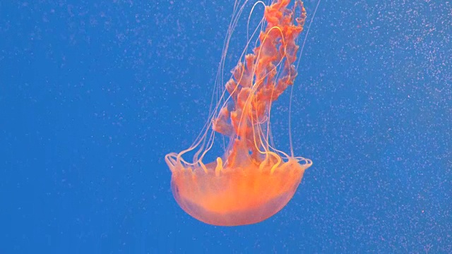 慢镜头特写巨大的橙色水母水母在水族馆，蓝色背景视频素材