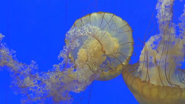 特写巨大的橙色水母水母在水族馆，蓝色的背景视频素材