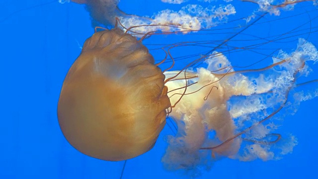 特写巨大的橙色水母水母在水族馆，蓝色的背景视频素材