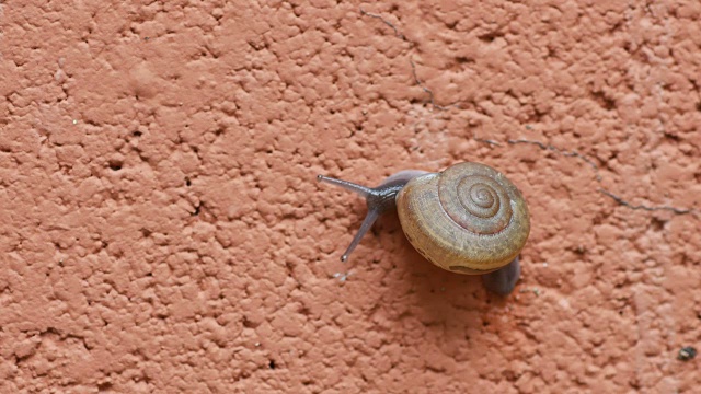 蜗牛在墙上爬视频素材