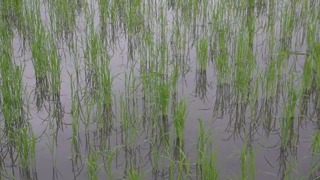 在稻田里播种的水稻视频素材