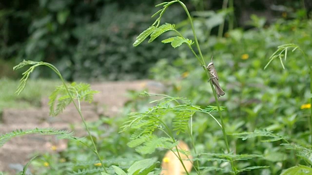 蚱蜢在树叶上视频素材