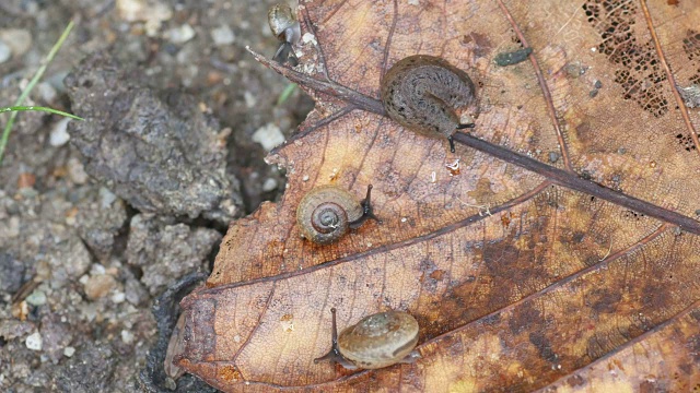 蜗牛在腐烂的叶子上视频素材