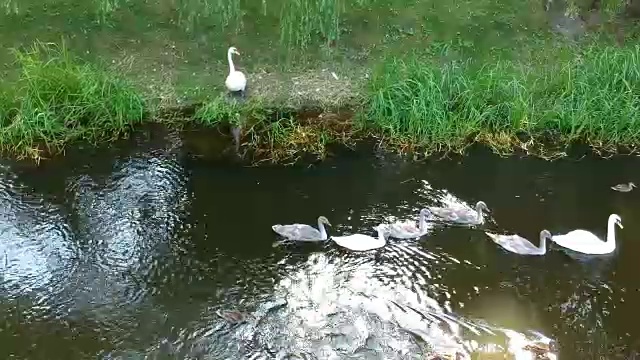 天鹅一家在城市公园的湖里游泳视频下载