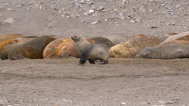 海狗和海象视频素材