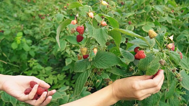 装配树莓特写镜头视频素材