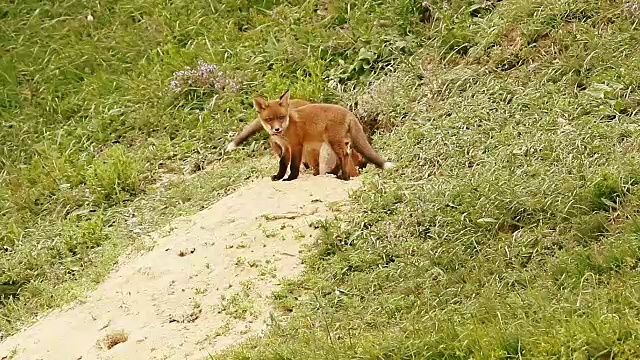 洞穴附近的欧洲赤狐幼崽(Vulpes)视频素材