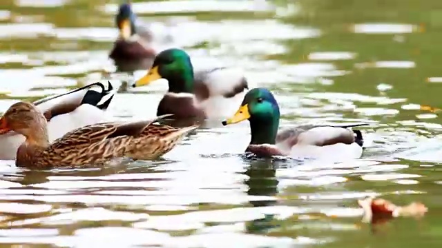 野鸭在公园里觅食视频下载