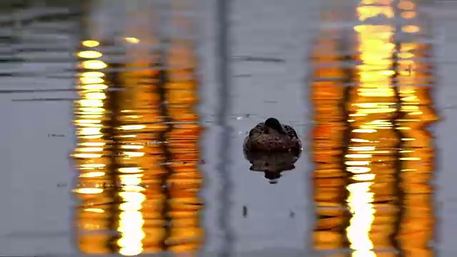 浮在水面上的野鸭视频素材