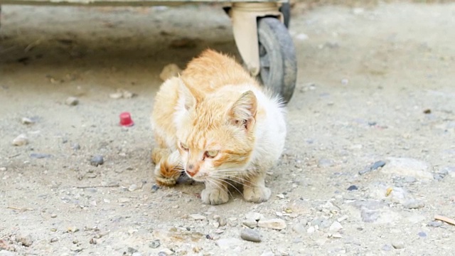 无家可归的脏猫坐在户外。可怜饥饿的姜黄色小猫在街上的垃圾箱旁。看相机视频素材