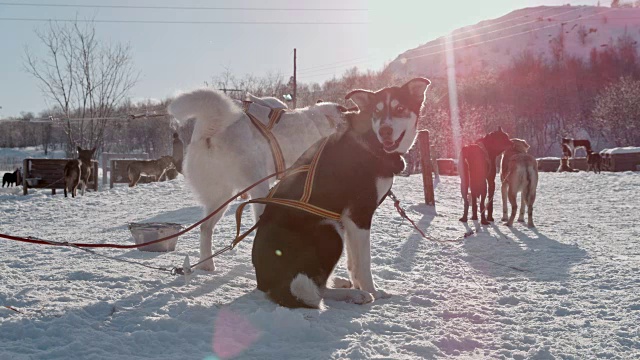 SLO MO雪橇狗在一个著名的挪威小屋视频素材