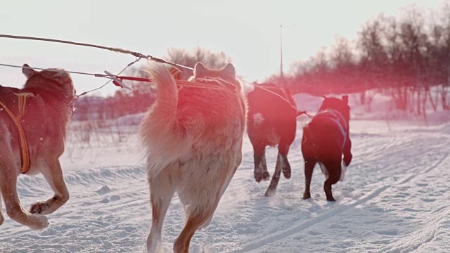 SLO MO狗拉雪橇穿过雪视频素材