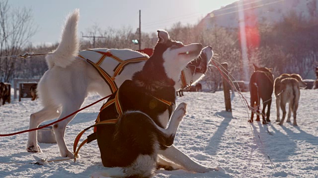 斯洛莫雪橇狗视频素材