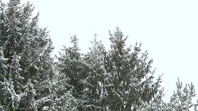 雪花落在树上视频素材